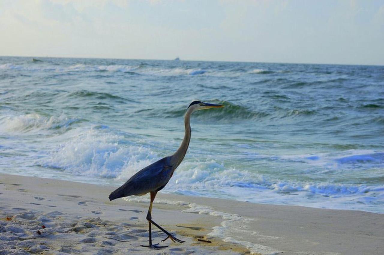 Holiday home Coral Breeze By Albvr - Pet Friendly 3br, 2ba House - Just Steps To The